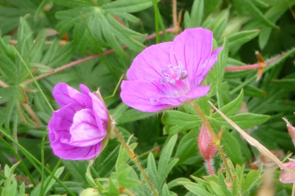 Bloedooievaarsbek - Planten - 