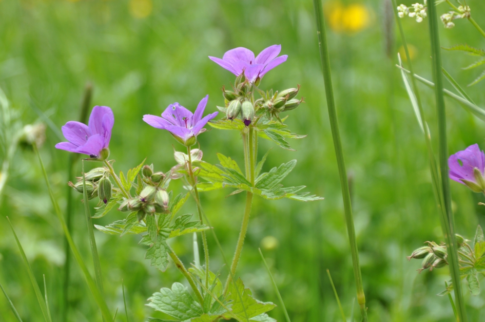 Bosooievaarsbek - Planten - 
