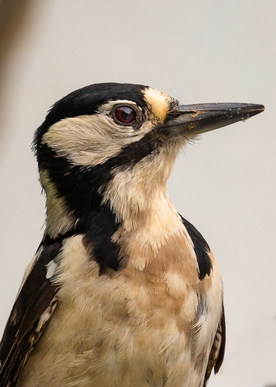 Vrouwtjes specht in beeld - Vogels - Grote Bonte Specht