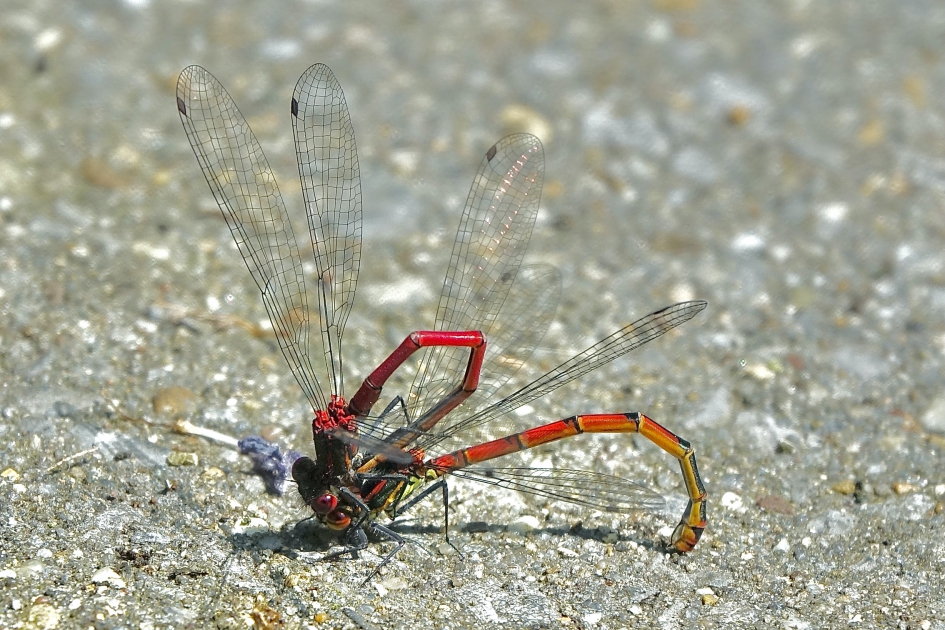 Vurige Juffers op het terras - Geleedpotigen - Vuurjuffer