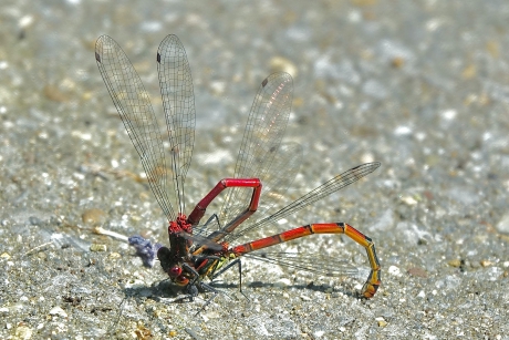 Vurige Juffers op het terras