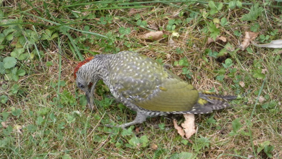 Waar zit die worm? - Vogels - Groene Specht