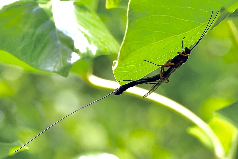 Wat een legboor - Geleedpotigen - Sluipwesp