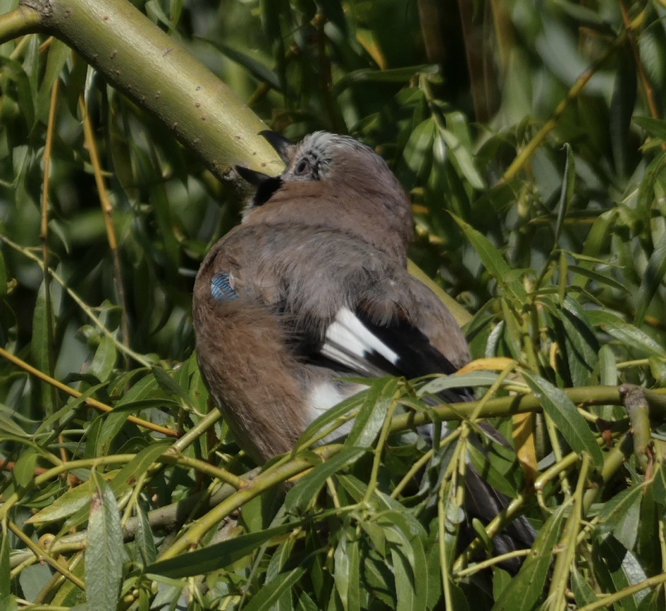 Wat is het heet! - Vogels - Vlaamse Gaai