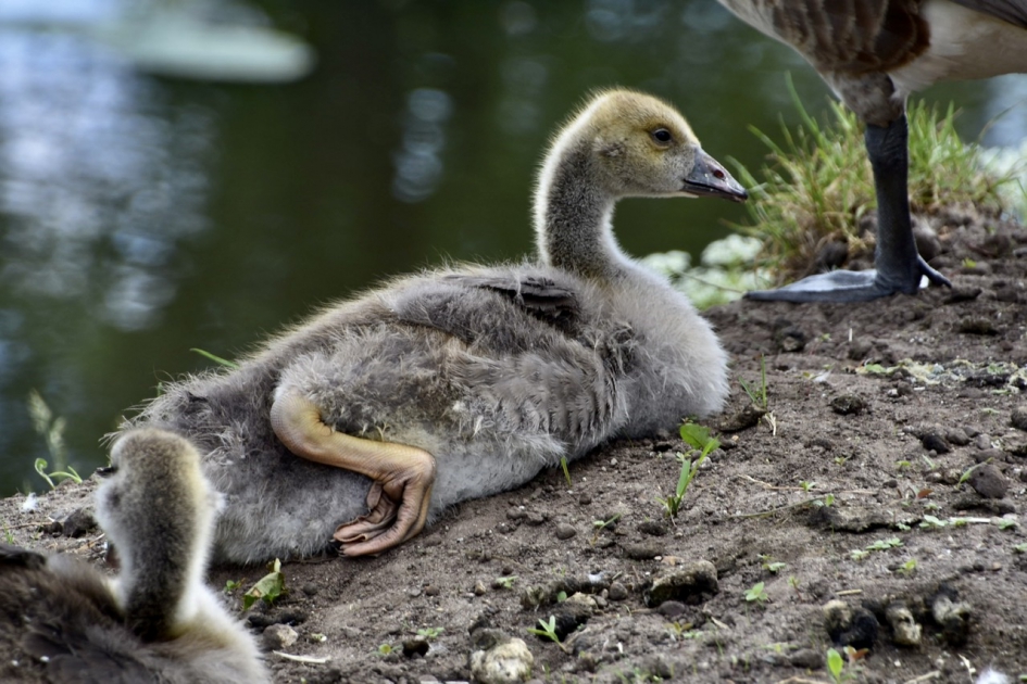 Wat liggen ze toch ingewikkeld met hun poten - Vogels - 