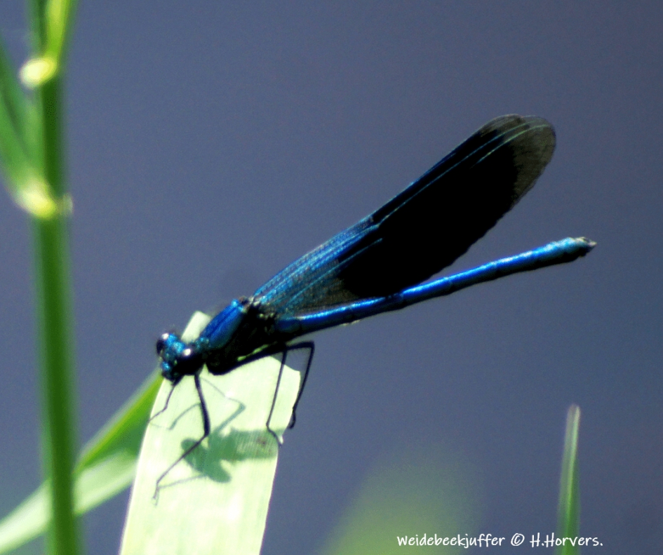 Weidebeekjuffer - Geleedpotigen - Weidebeekjuffer