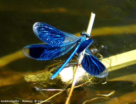 Weidebeekjuffer  Mannetje