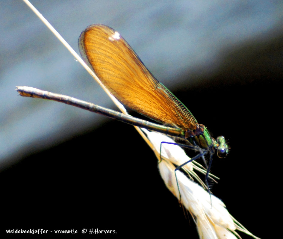 Weidebeekjuffer vrouwtje - Geleedpotigen - Weidebeekjuffer