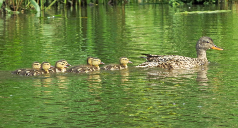 Netjes volgen..... - Vogels - 