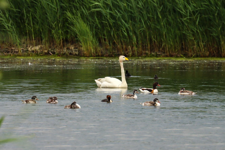 Wilde zwaan en zes jonge bergeenden - Vogels - Wilde zwaan