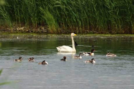 Wilde zwaan en zes jonge bergeenden