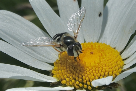 Witte Halvemaanzweefvlieg