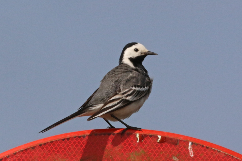 Witte kwikstaart - Vogels - 