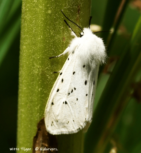 Witte Tijger (nachtvlinder)
