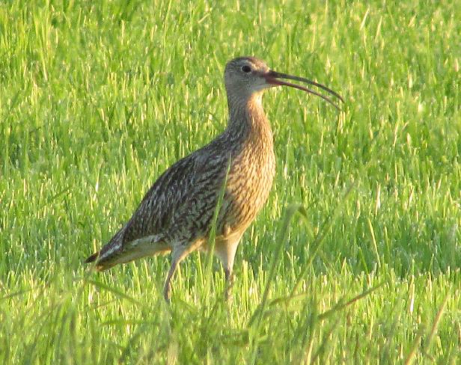 Wulp - Vogels - 