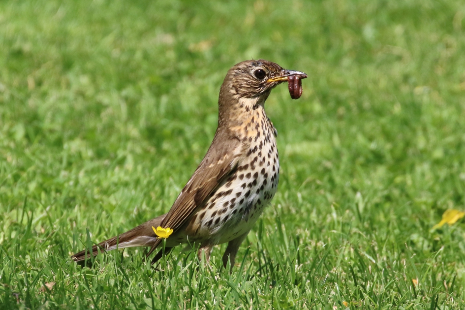 Zanglijster met worm - Vogels - 