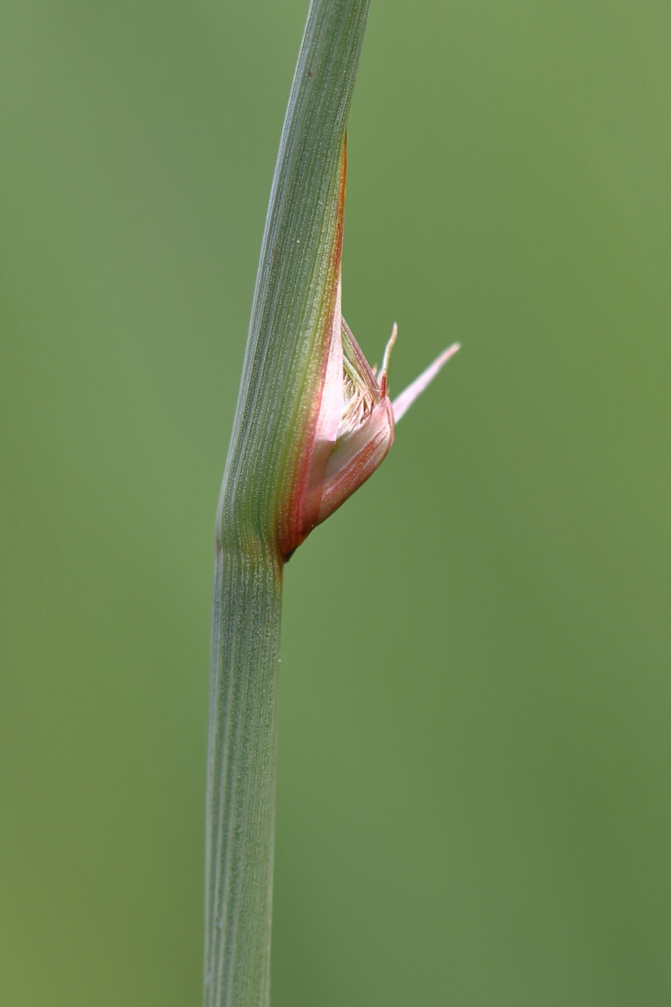 zeegroene rus - Planten - zeegroene rus