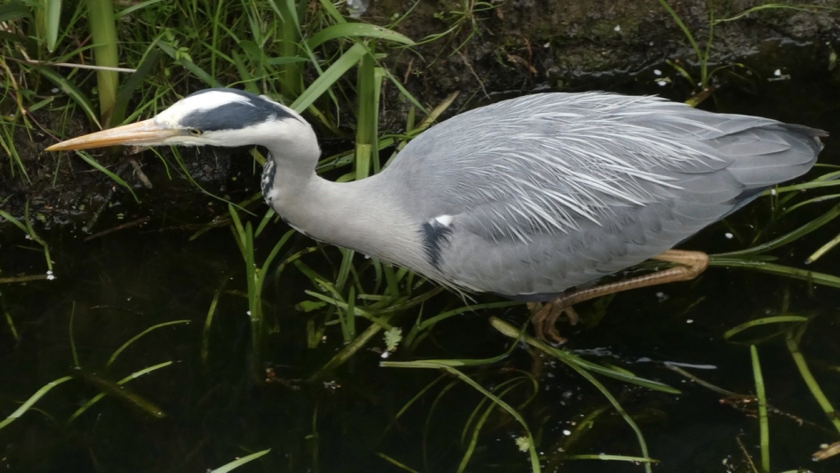 Zie ik daar iets lekkers? - Vogels - Blauwe Reiger