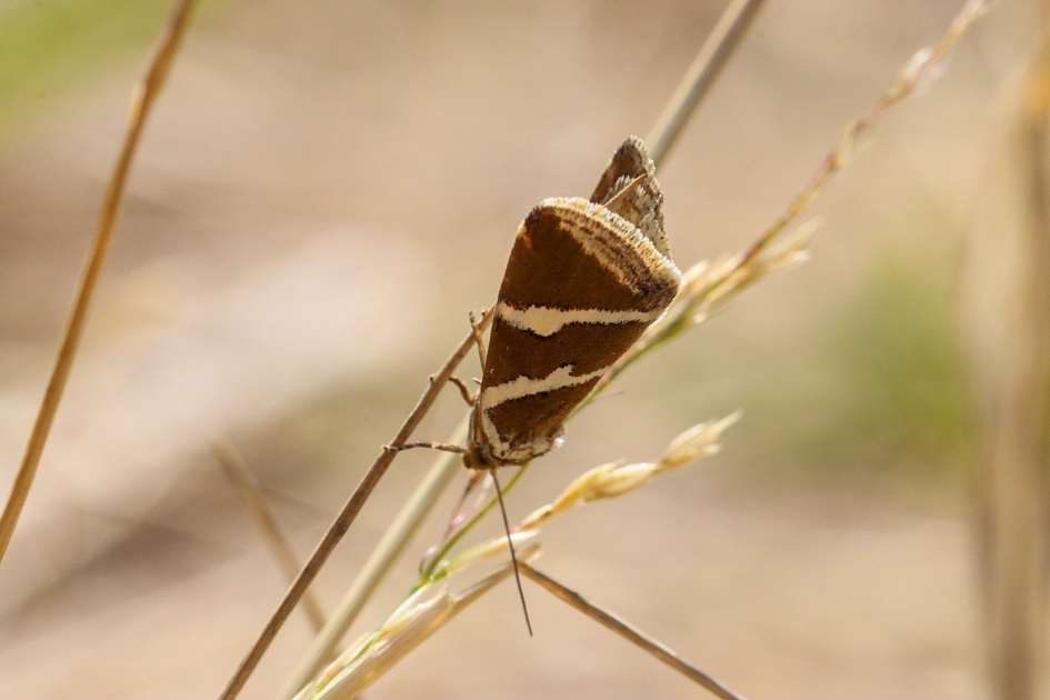 Zilverstreep - Geleedpotigen - Zilverstreep