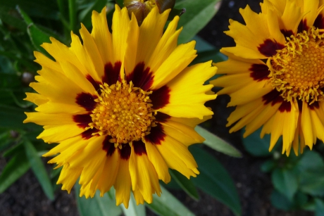 Sunkiss, meisjesogen.