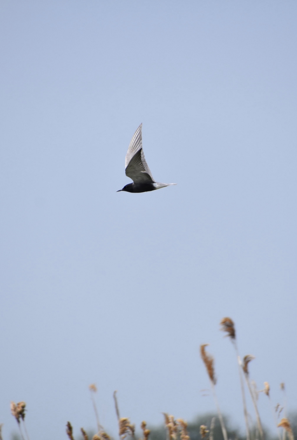 Zwarte stern - Vogels - 