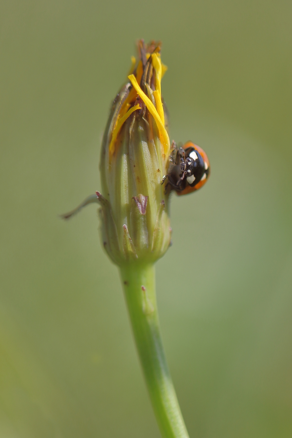 7-stippelig lieveheersbeestje - Geleedpotigen - 7-stippelig lieveheersbeestje