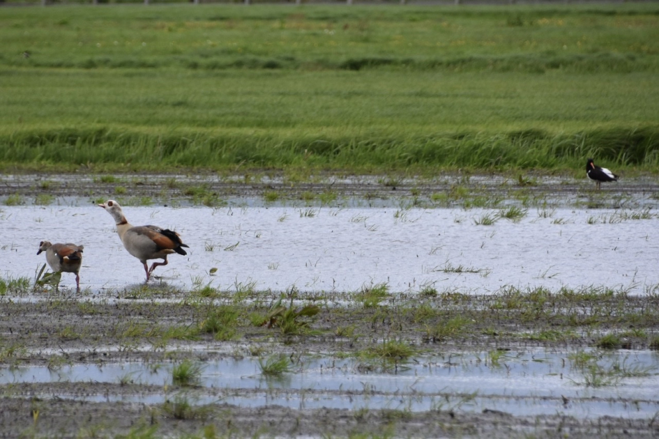 Aan de wandel - Vogels - 