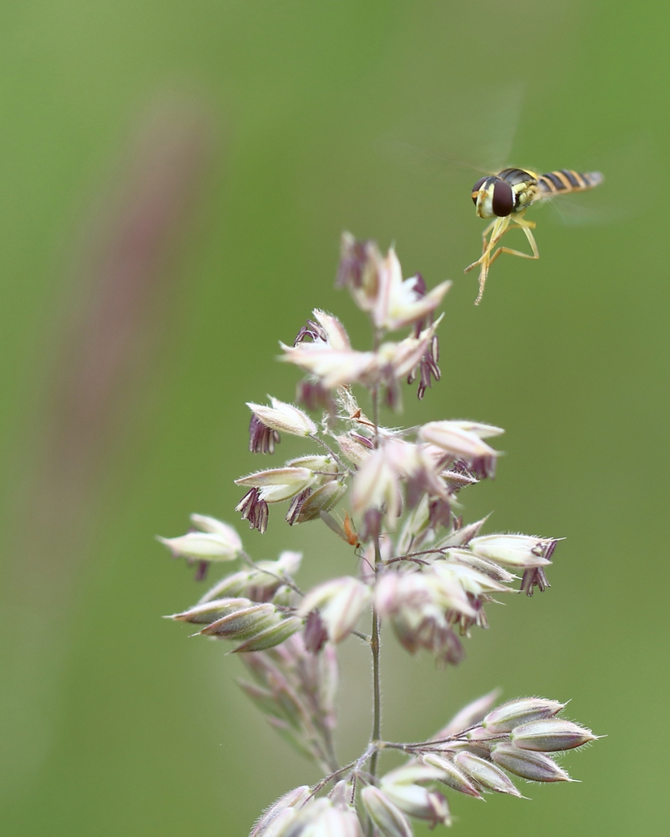 aankomend vliegverkeer - Geleedpotigen - grote langlijf