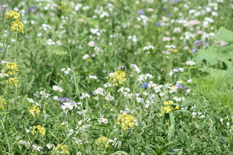 Akkers met boekweit - Planten - 