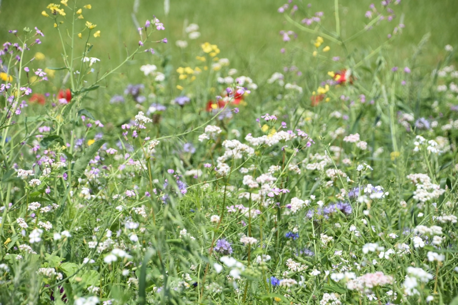 Akkers met boekweit - Planten - 