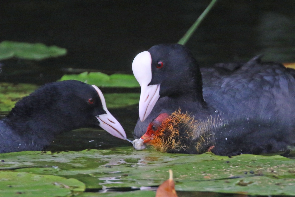 Alle aandacht voor de kleine - Vogels - Meerkoetfamilie