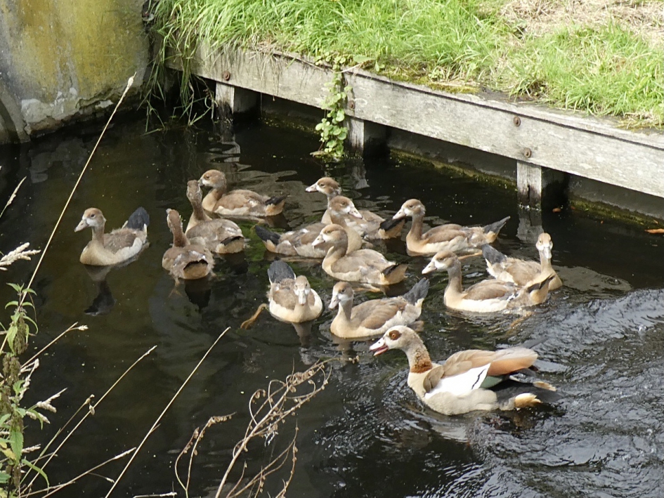 Allemaal met moeder mee - Vogels - 