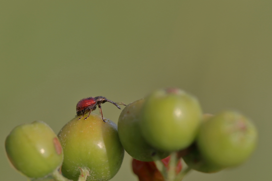 appelvruchtsteker - Geleedpotigen - appelvruchtsteker