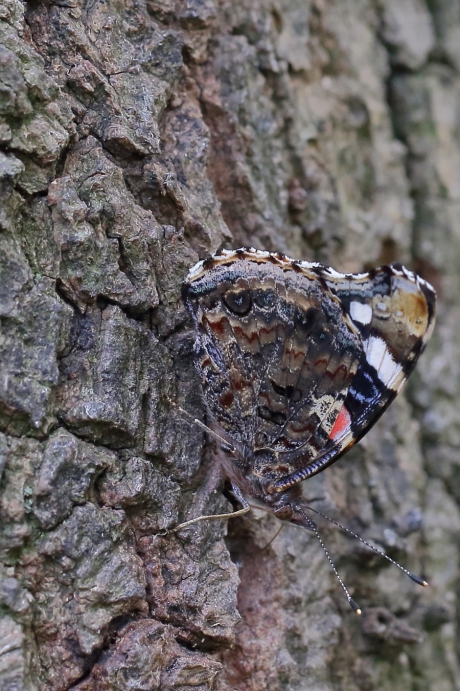 atalanta -foto 2 van 3-