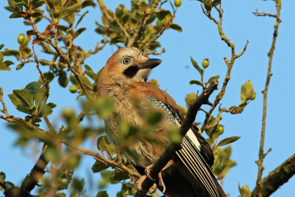 Attente gaai - Vogels - Gaai