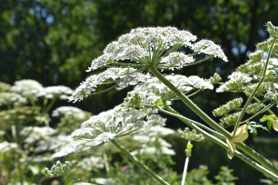 Bereklauw - Planten - 