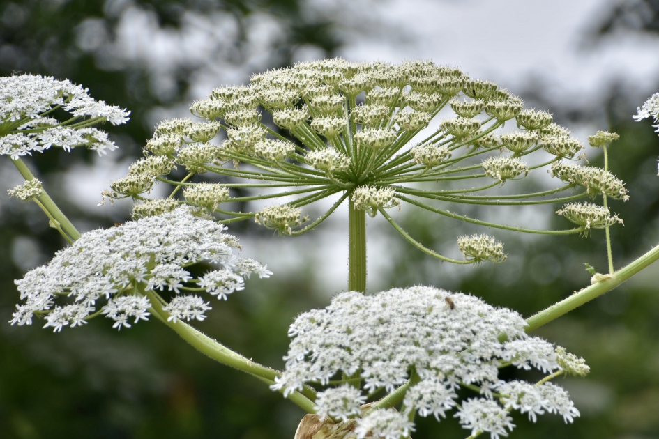 Berenklauw - Planten - 