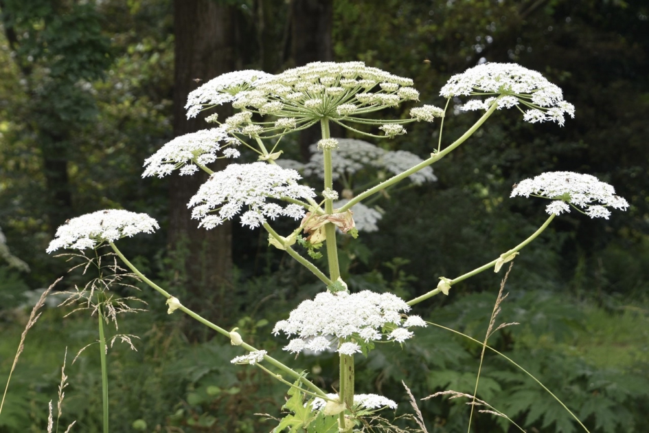 Berenklauw - Planten - 
