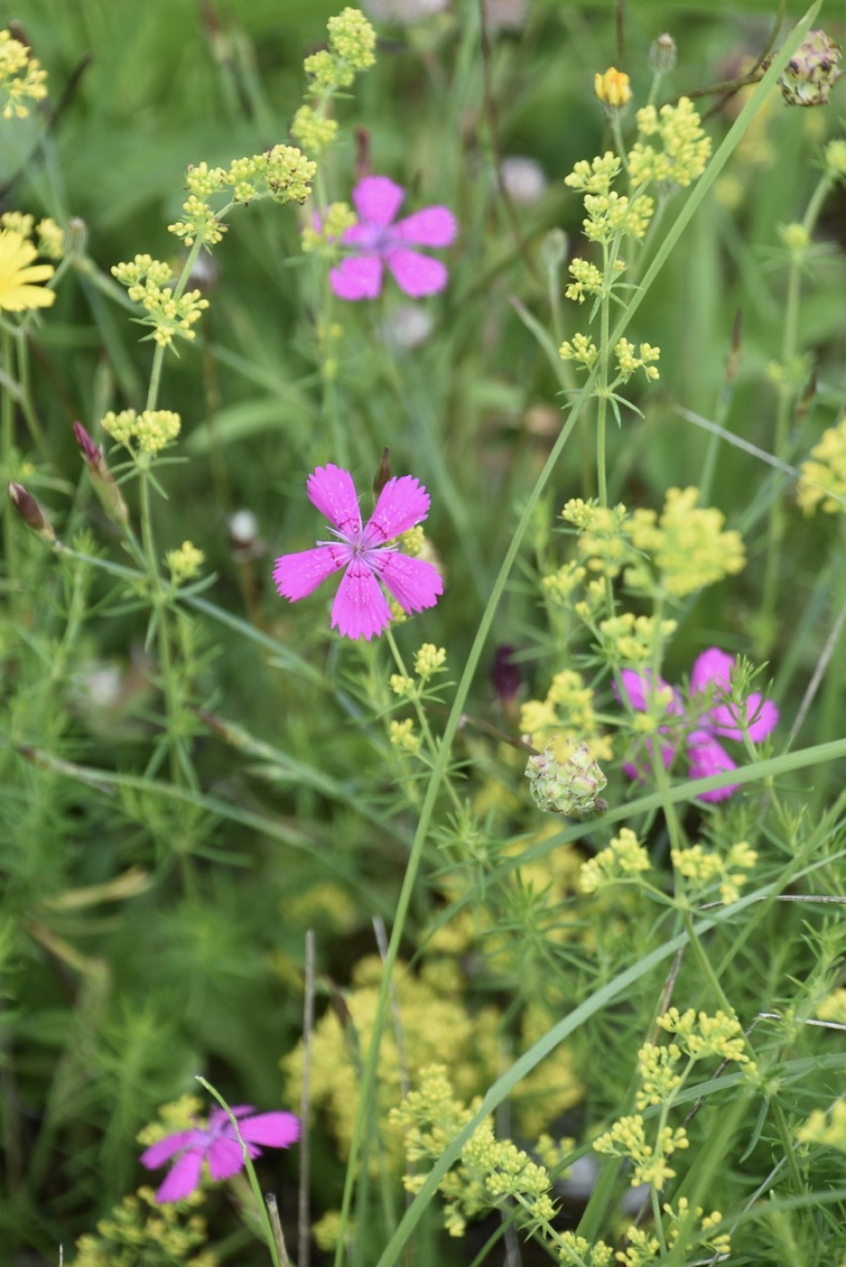 Heideanjer en walstro - Planten - 