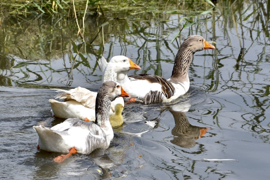 Bescherming van andere ganzen - Vogels - 