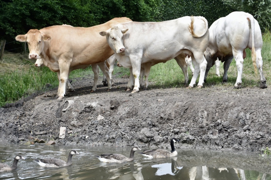 Bezoek bij de koeien - Zoogdieren - 