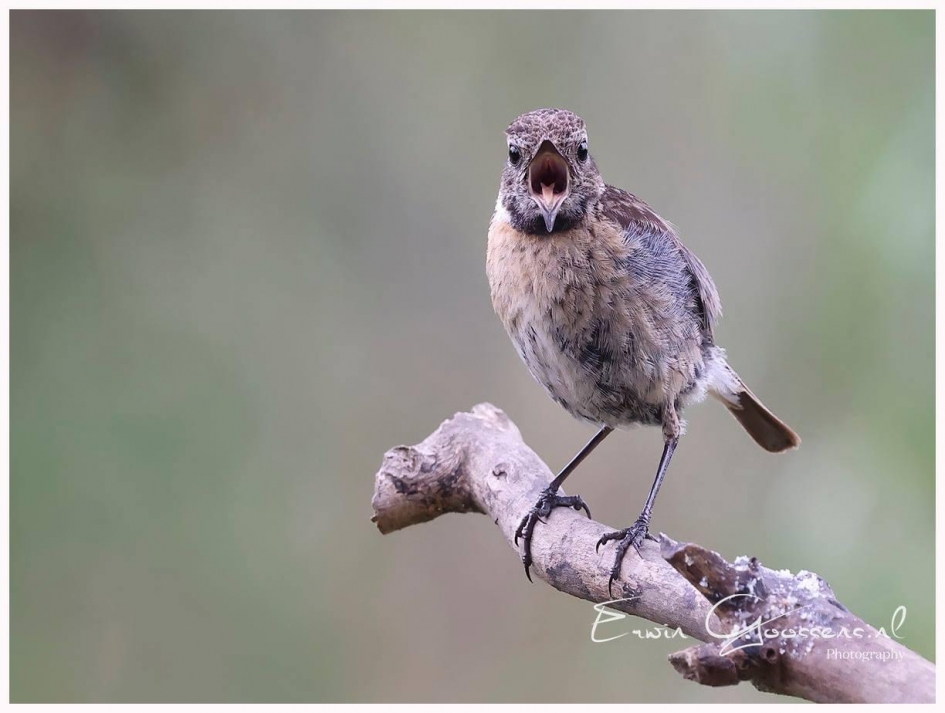 blah blah blah - Vogels - Roodborsttapuit