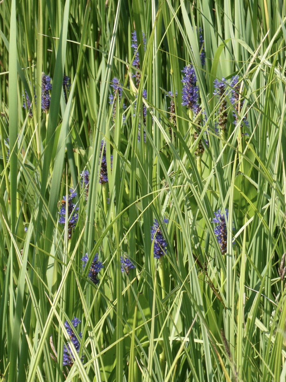 Snoekkruid - Planten - 