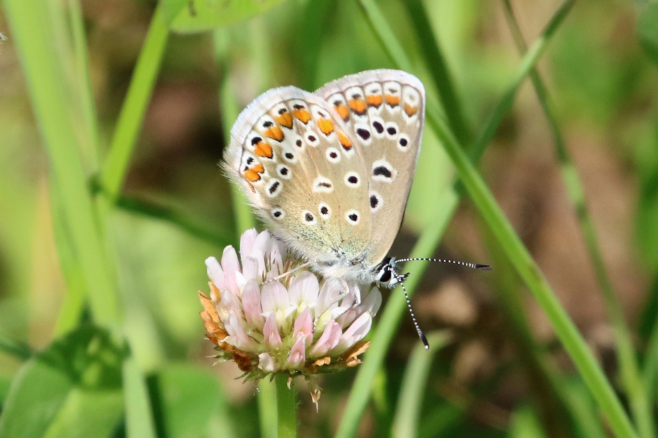 Blauwtje - Geleedpotigen - 