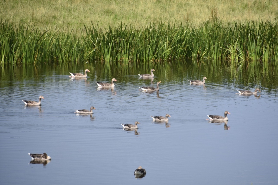 Blik naar een rechts…. - Vogels - 