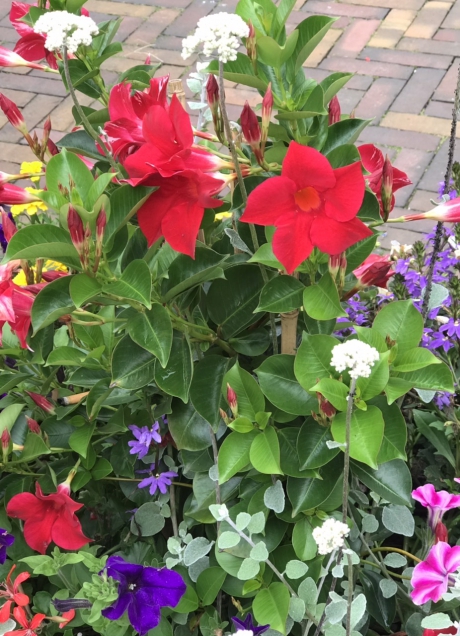 Bloembak met oa mandevilla