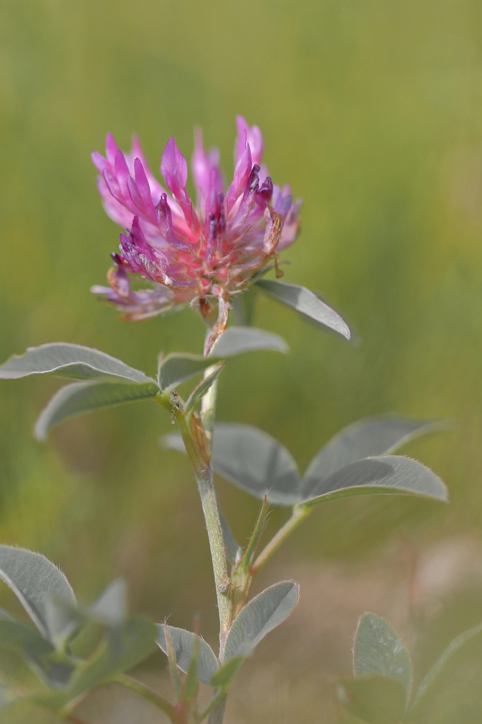 bochtige klaver - Planten - bochtige klaver