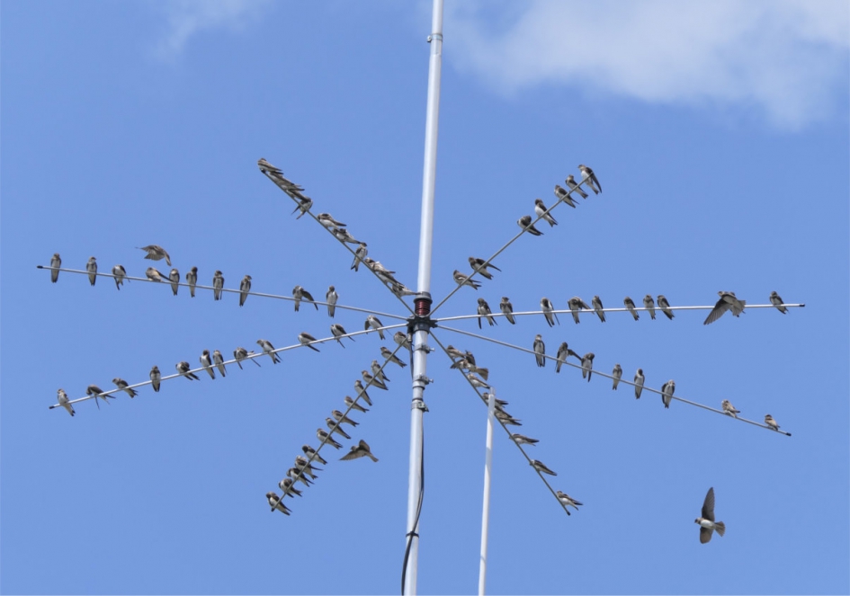 Boerenzwaluwen - Vogels - Boerenzwaluwen