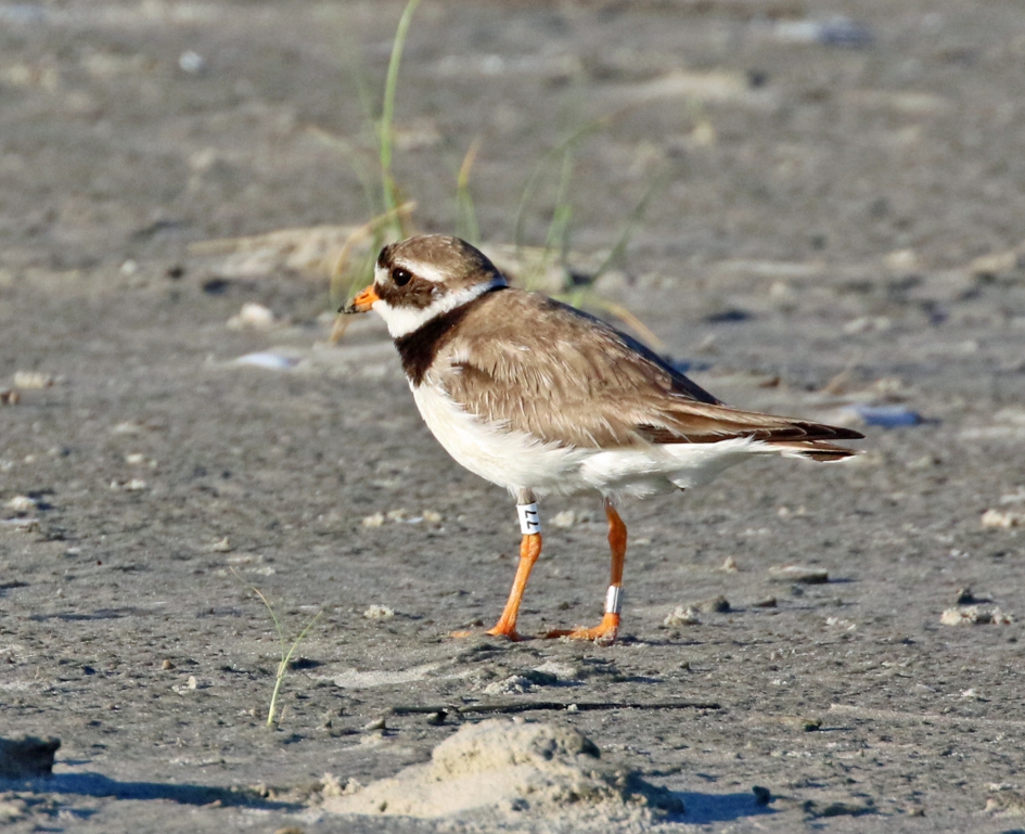 Bontbekplevier 77 - Vogels - 