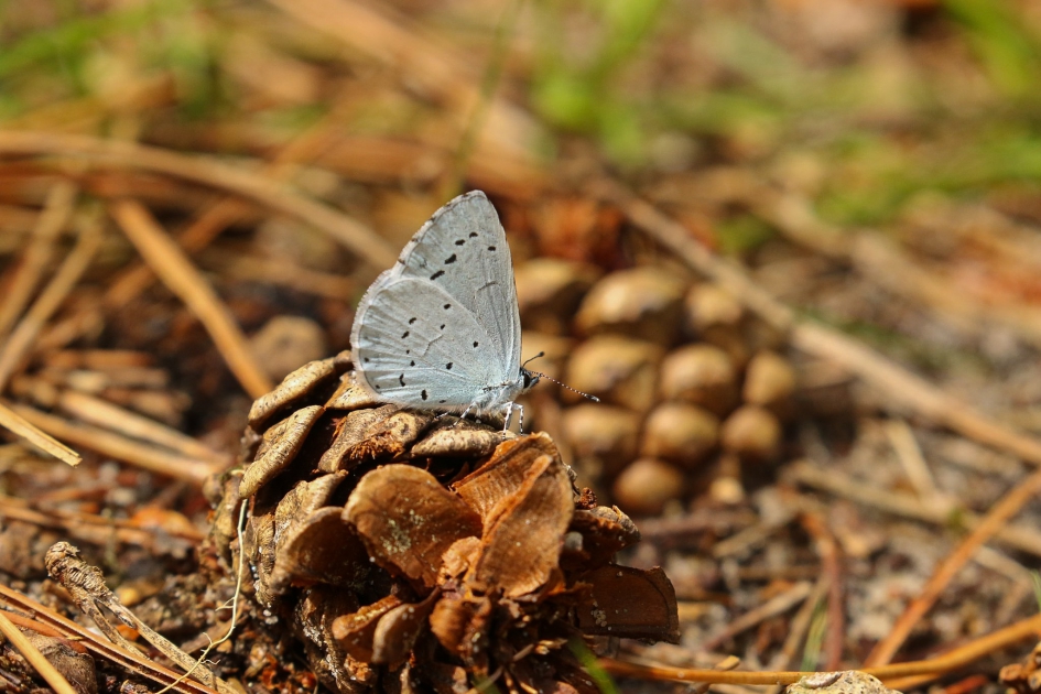 Boomblauwtje - Geleedpotigen - Boomblauwtje